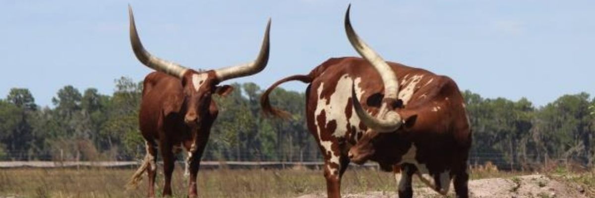 Florida Agriculture and Our Florida Ancestors